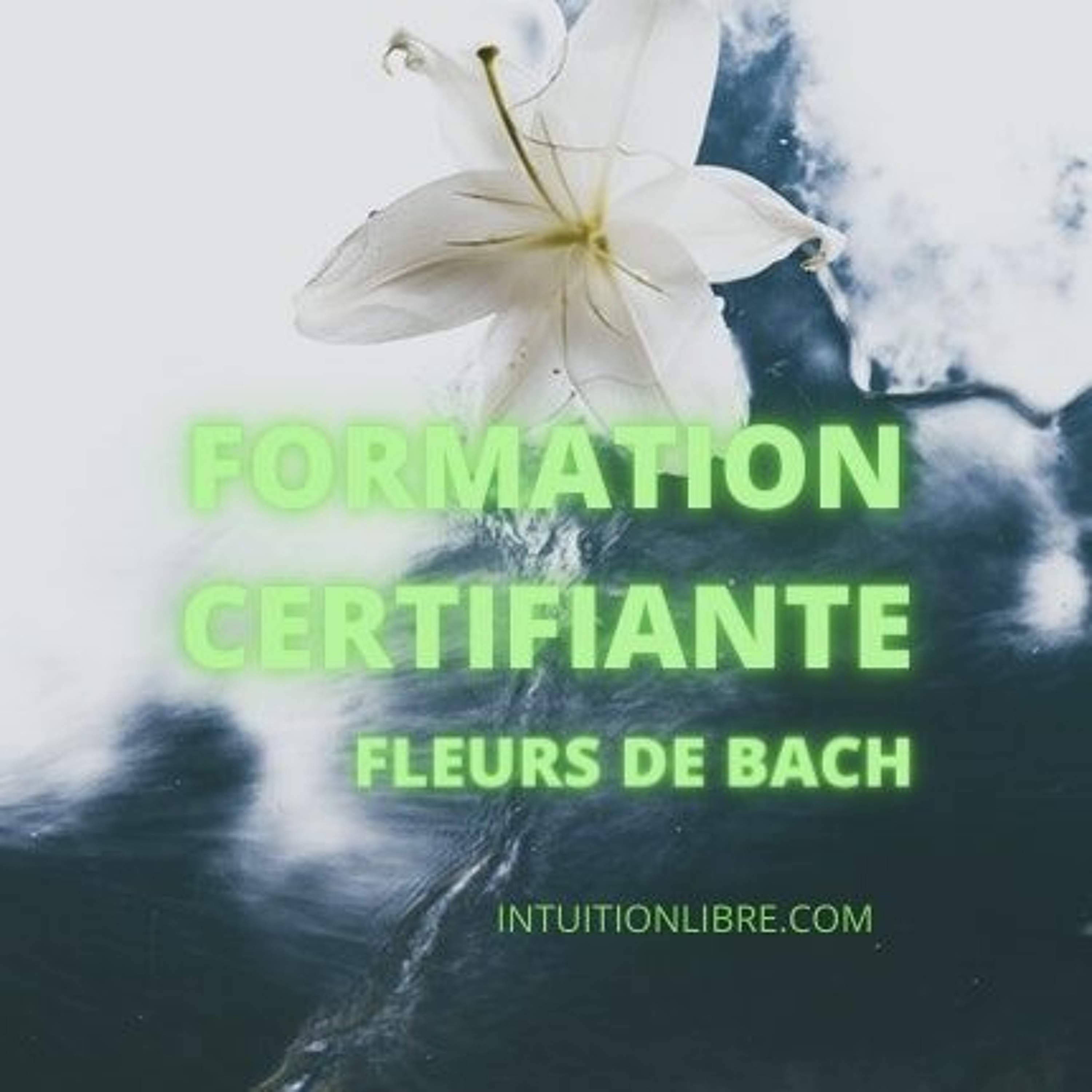 Formation En Ligne Certifiante Fleurs De Bach