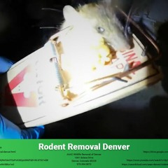 Rodent Removal Denver - AAAC Wildlife Removal of Denver