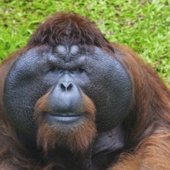 Orangutan Rock