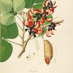 HK_Fantaisies_tracks_34