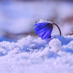 눈먼 꽃의 기도 (feat.ENEN)