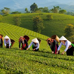 Câu Ca Em Hát Phú Thọ Quê Mình Remix Full (Sơn Tân Minh✈️)