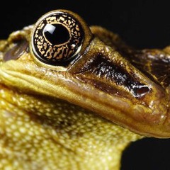 Anura Sapiens