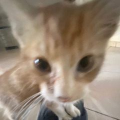 Random nes song that is finished