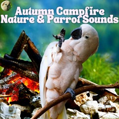 Autumn Campfire Nature and Parrot Sounds