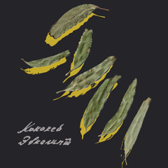 PREMIERE | Kokokei - Evkalipt 4