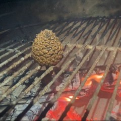 Bishop pine cones popping open in a wildfire