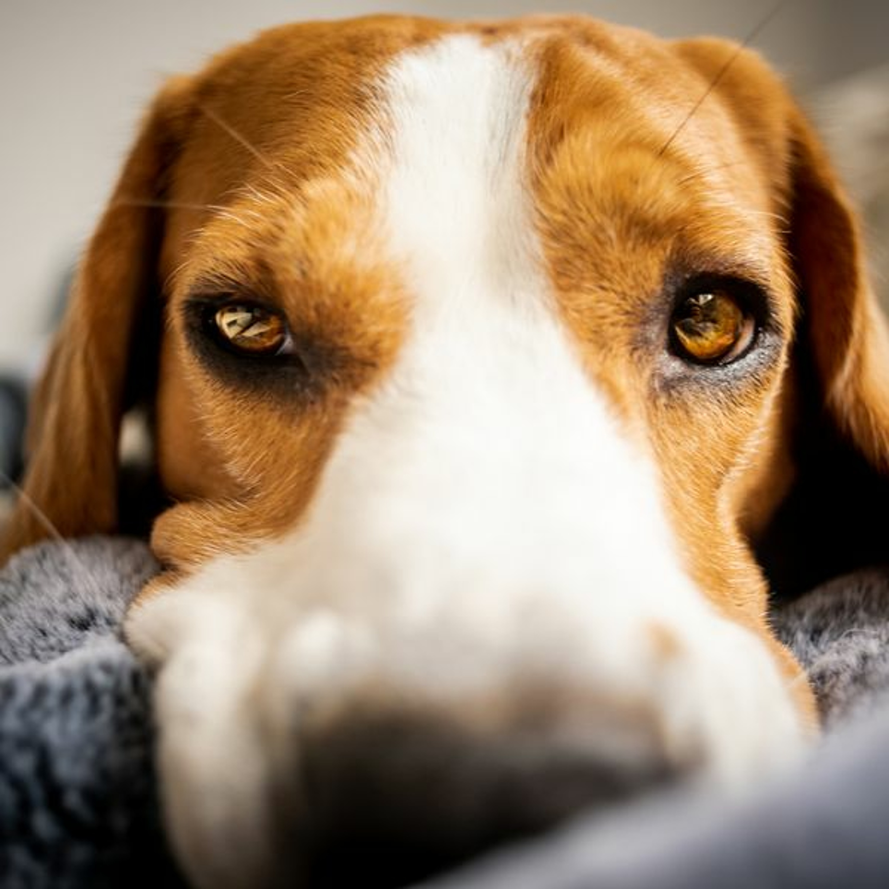 Fear Free Pets