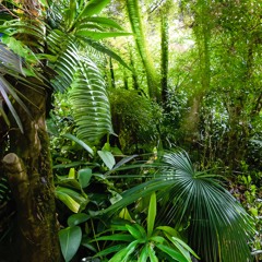 In my garden (Instrumental)