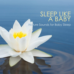 Forest Lullabies for Babies