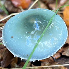 COSMOS I