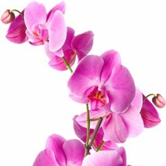 Stiddo x Fyrebreak - Orchid