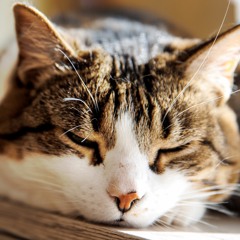 Relaxing Music (Creative Commons)