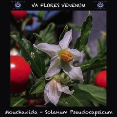 Solanum Pseudacapsicum (190 BPM) VA Flores Venenum - MASTER BY PLAKTON