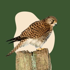 Боривітер (Falco tinnunculus)