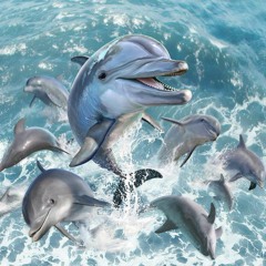 Happy Dolphins