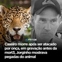 (ORIGINAL VIDEO) Portal Zacarias Caseiro Onça & Onça Pega Caseiro No Pantanal
