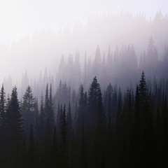 Forest Echoes Part 2