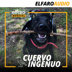 Cuervo ingenuo | La Maga