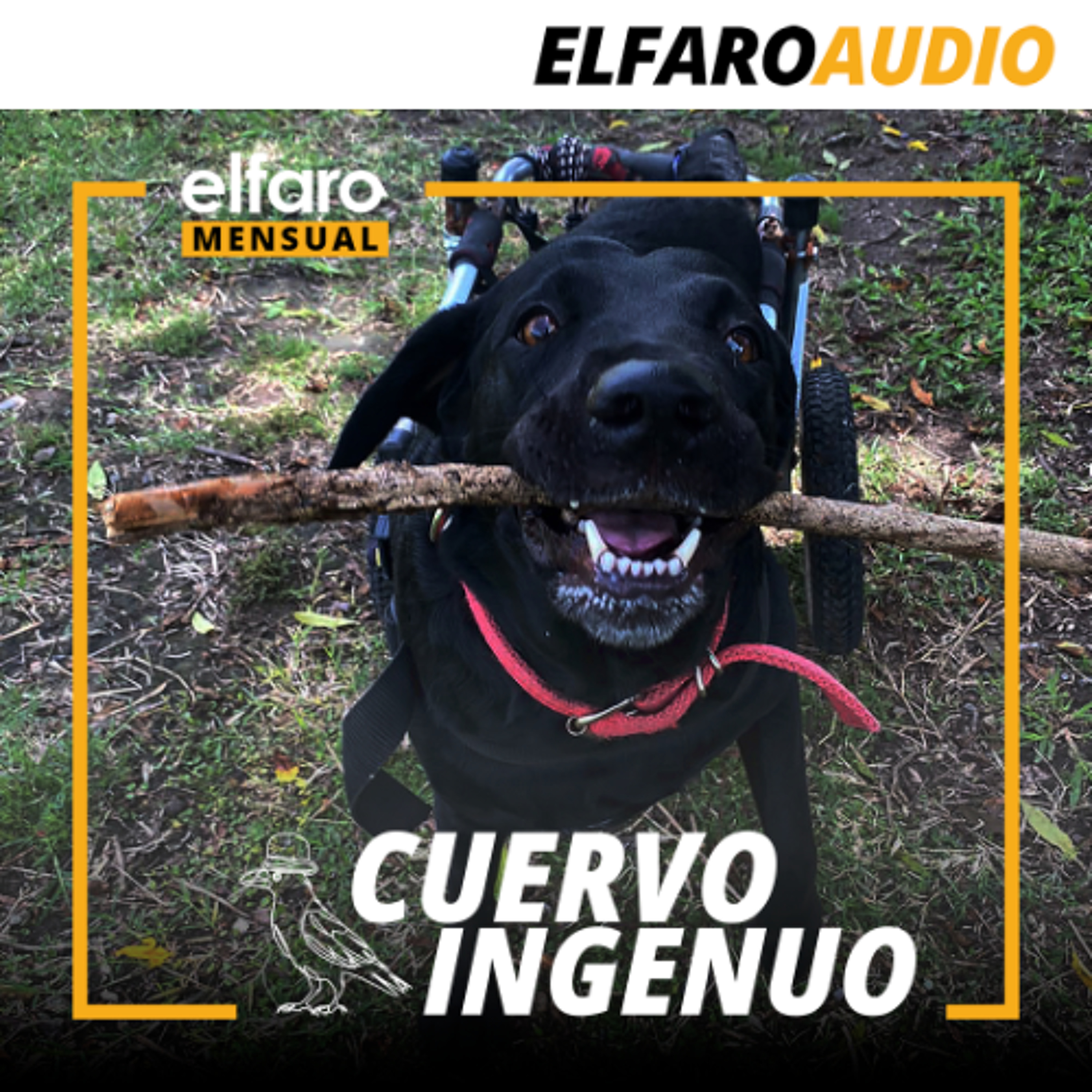 Cuervo ingenuo | La Maga episode artwork