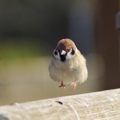 담다디- 이상은 cover