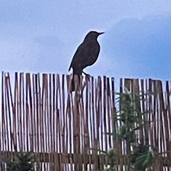 SenSen - Formiga