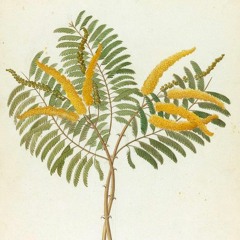 HK_Fantaisies_tracks_239