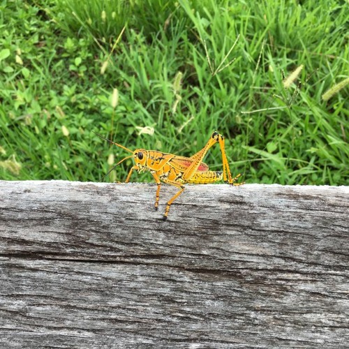 HK_Calm-&-Steady_tracks_223