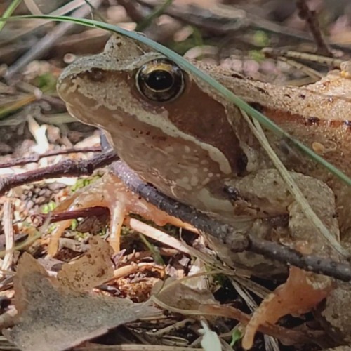 Nature Sound Trips - Spring Night European Frogs Choir Croaking Sounds Relaxing 1 Hour No loop