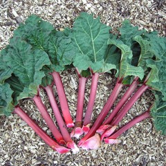 Rhubarb Path