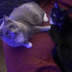 Vietra - haven’t decided the title yet (Unreleased)