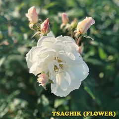 Tsaghik (Flower)