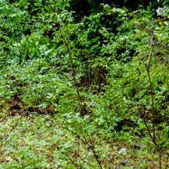 Rainy Dawn Chorus 5-28 AM