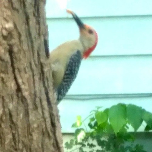 The Birds Of Summerland