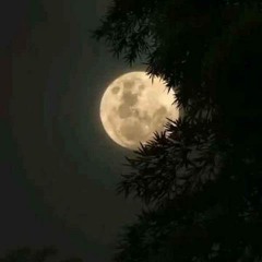 To Ke Nisti Kenar Man-shahin najafi