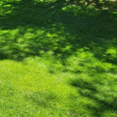 Summer Shadows