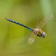 Dragon Fly