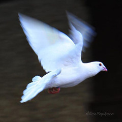 flockin wit the doves [prod me]