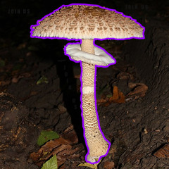 Shrooms of Doom and Despair