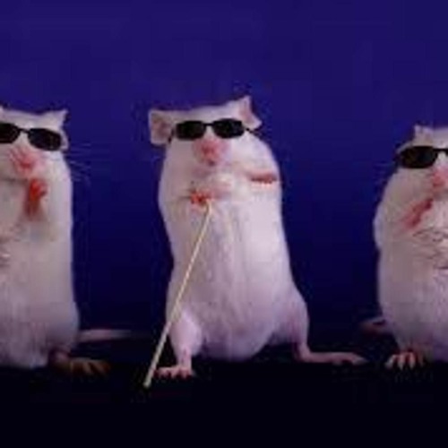 Three Blind Mice  Jogue Agora Online Gratuitamente - Y8.com