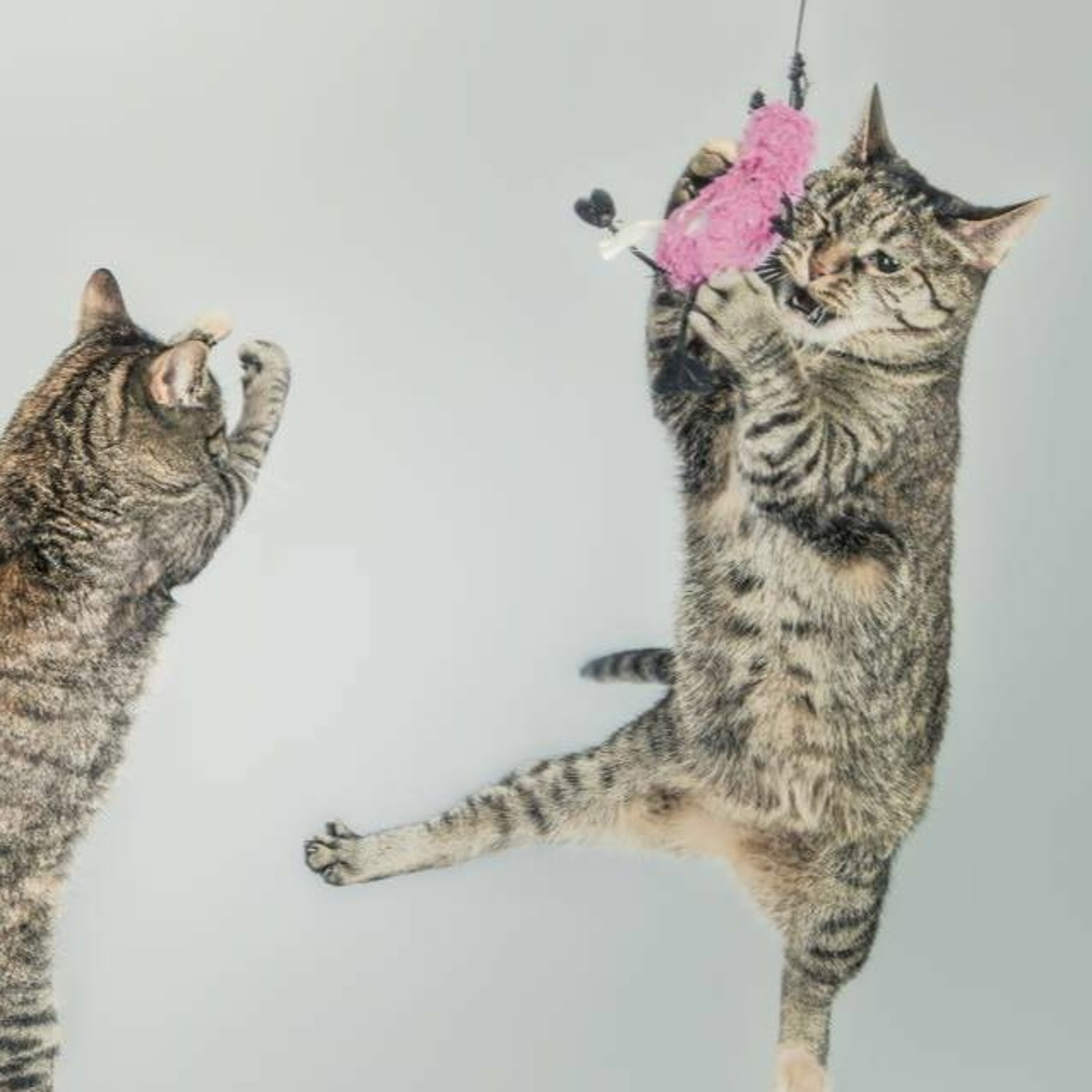 Há gatos e Gatos