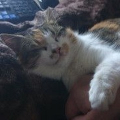 Кошечки хорошие