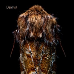 ANTIDOTE Premiere: Danya - Sonata [SS7.011EP]