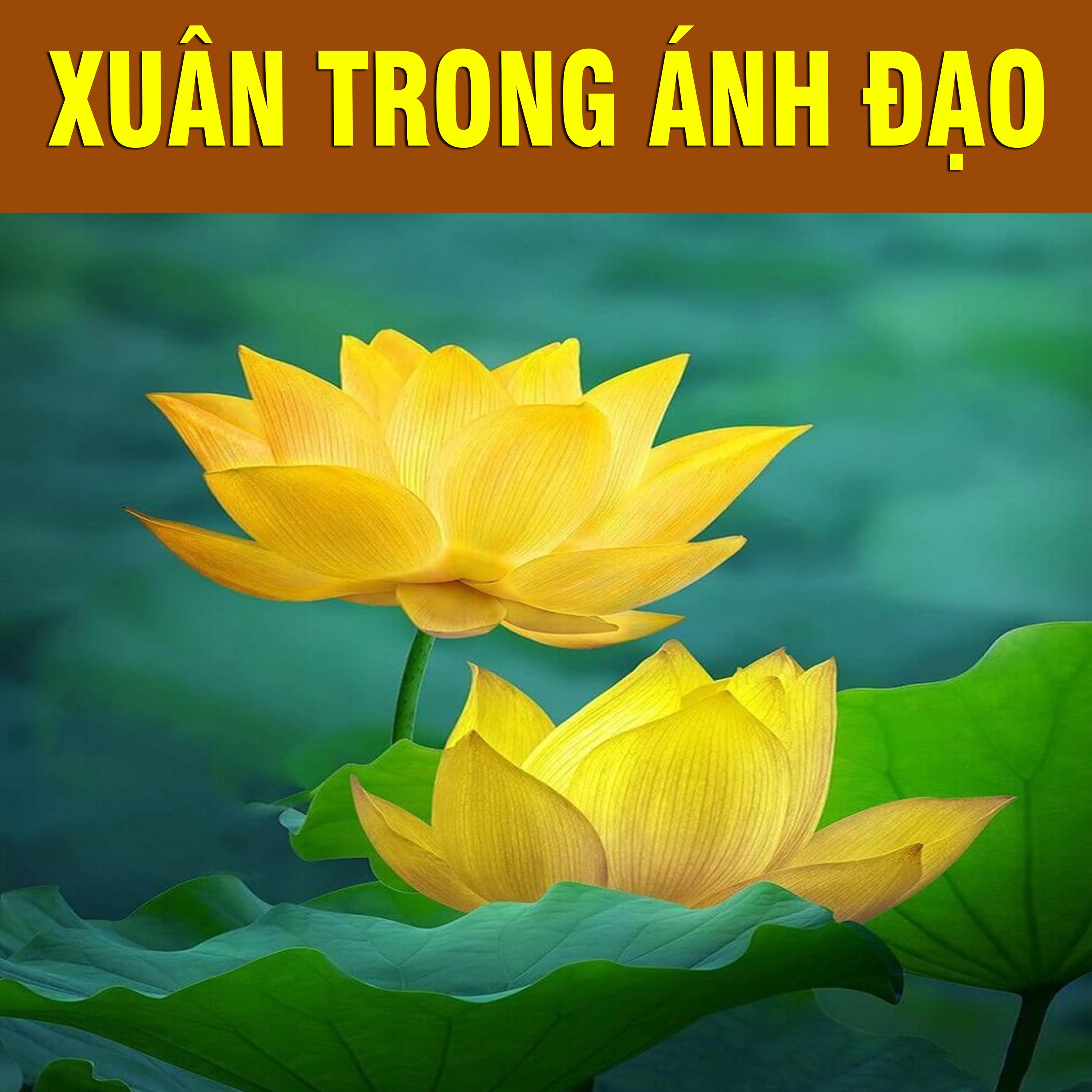 Thích Bảo Nguyên