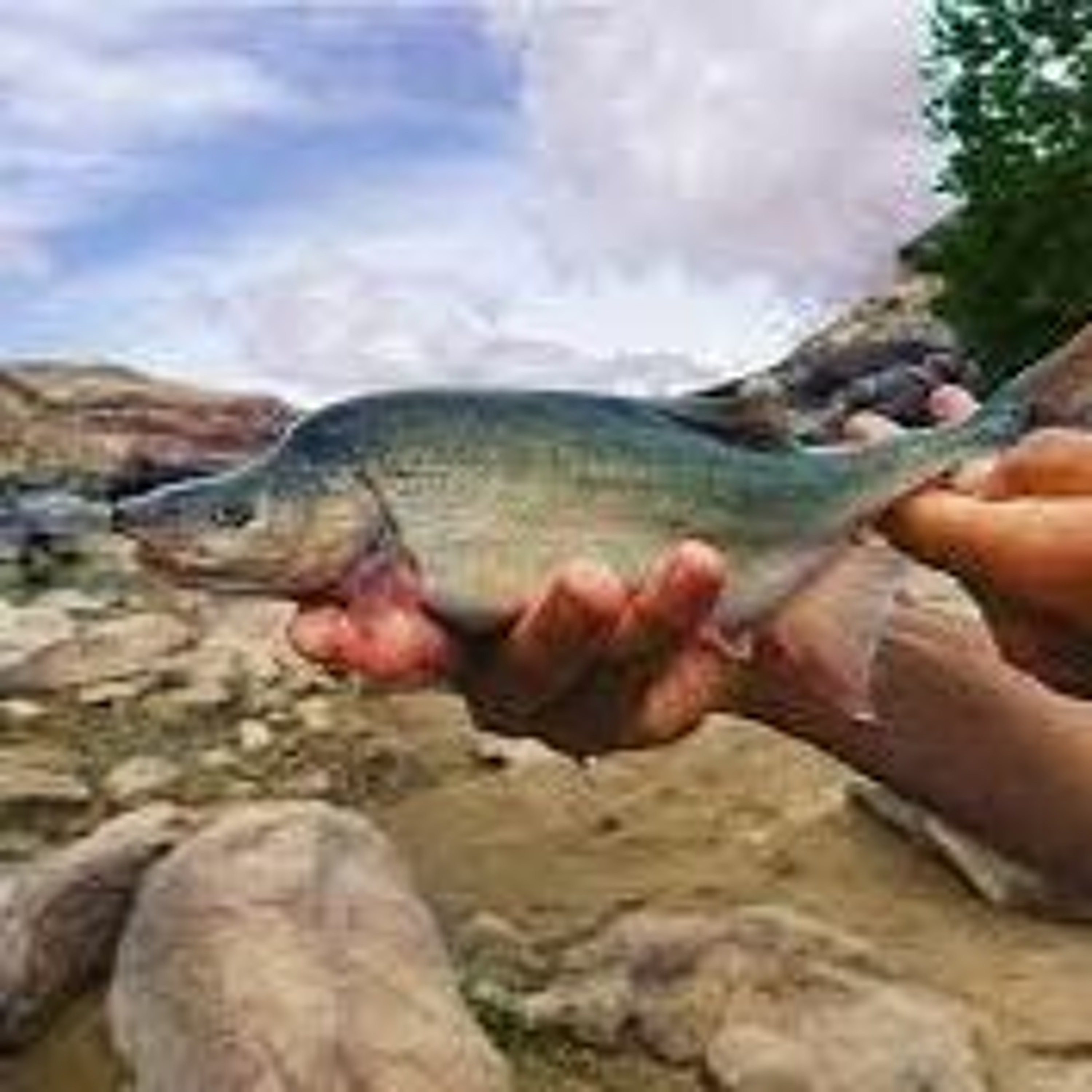 News Brief Nov. 22 | Hageman Appears on FoxNews, Humpback Chub Delisted episode artwork