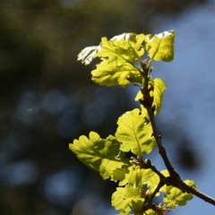 Petit bourgeon sensoriel