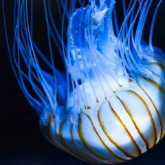 125 Lower Class Blues