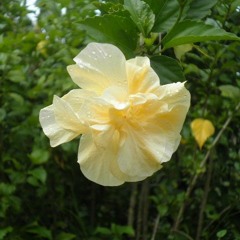 Ngarkeltang-Lisa Sandei