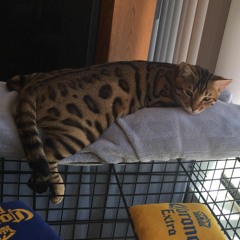 Hello My Name Is Jerald Song 6 Days