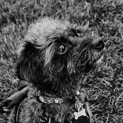 mabel's melancholic mellows and bellows